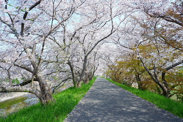 2025_0407４月３日佐保川桜0099.JPG