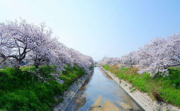 2025_0407４月３日佐保川桜0107.JPG