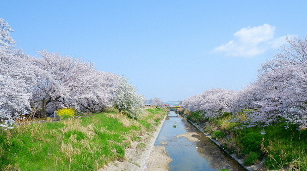 2025_0407４月３日佐保川桜0112.JPG