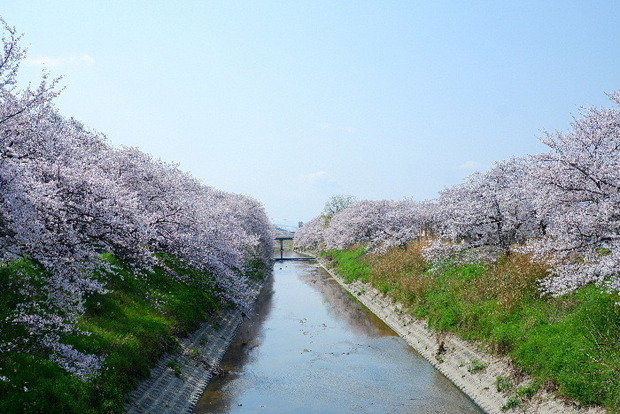2025_0407４月３日佐保川桜0115.JPG