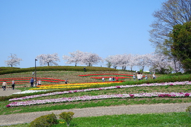 2025_0407４月３日佐保川桜0117.JPG
