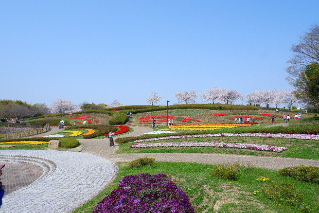 2025_0407４月３日佐保川桜0120.JPG