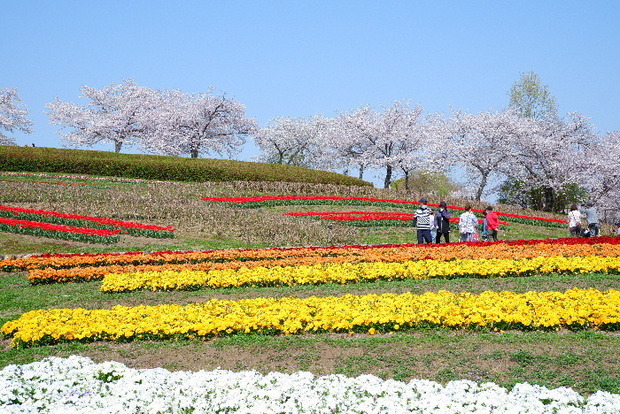 2025_0407４月３日佐保川桜0123.JPG