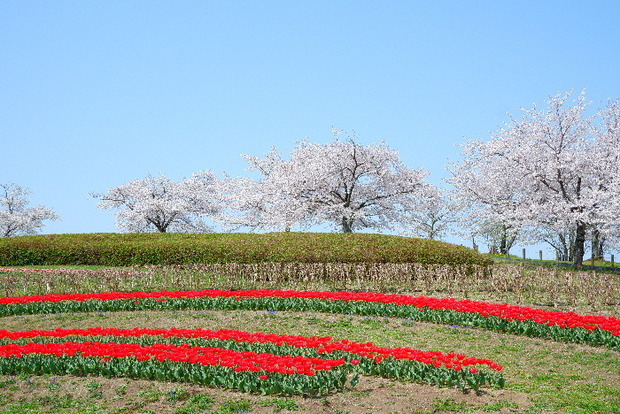 2025_0407４月３日佐保川桜0124.JPG