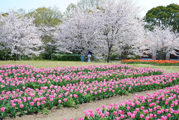 2025_0407４月３日佐保川桜0127.JPG