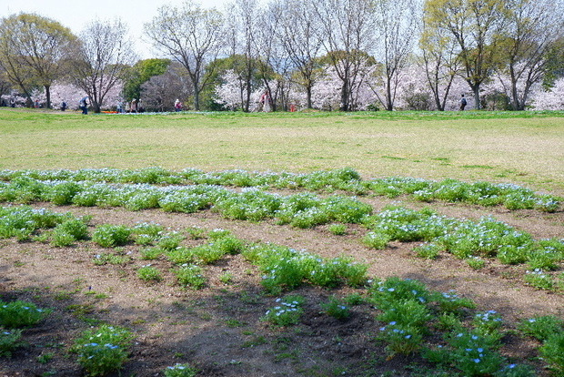 2025_0407４月３日佐保川桜0128.JPG