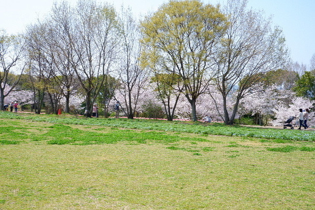 2025_0407４月３日佐保川桜0129.JPG