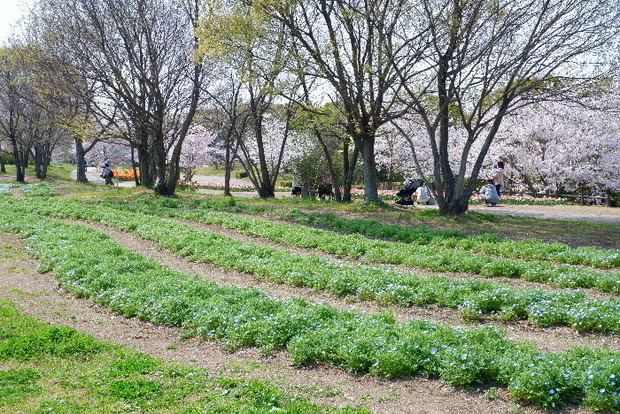 2025_0407４月３日佐保川桜0130.JPG