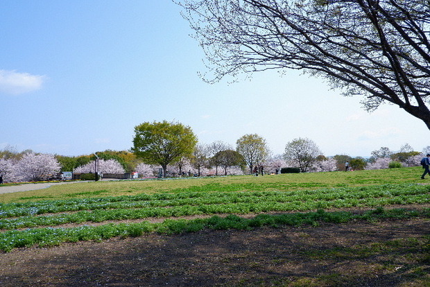 2025_0407４月３日佐保川桜0133.JPG