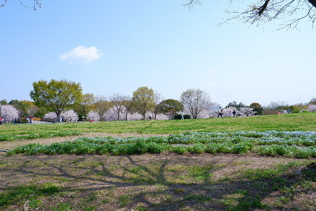 2025_0407４月３日佐保川桜0136.JPG