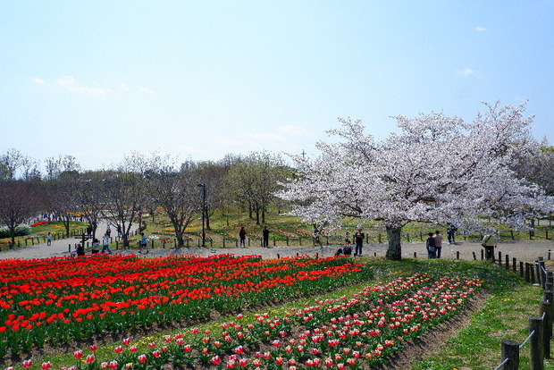 2025_0407４月３日佐保川桜0140.JPG