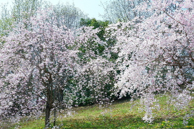 2025_0407４月３日佐保川桜0145.JPG