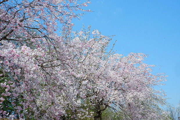 2025_0407４月３日佐保川桜0149.JPG
