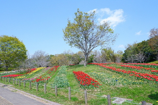 2025_0407４月３日佐保川桜0157.JPG
