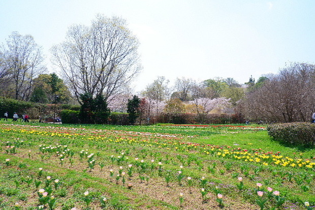 2025_0407４月３日佐保川桜0158.JPG