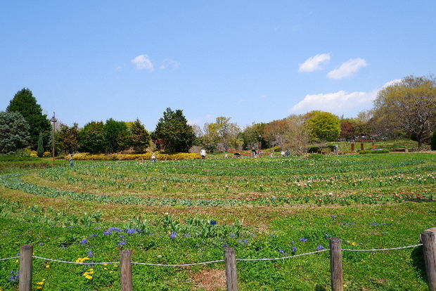 2025_0407４月３日佐保川桜0159.JPG
