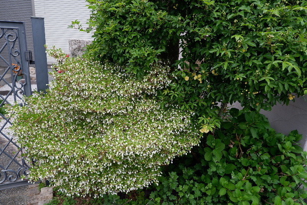 2025_0410ノリコボシノツバキ0034.JPG