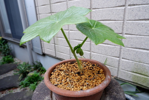 2025_0410ノリコボシノツバキ0039.JPG