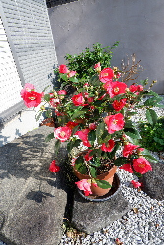 2025_0412ノリコボシノツバキ20006.JPG