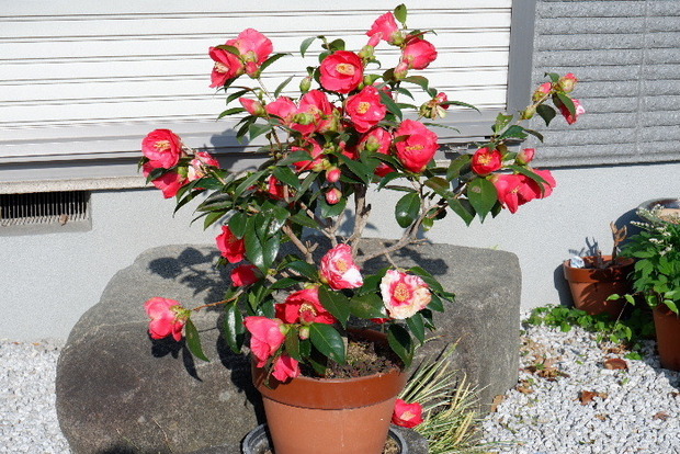 2025_0412ノリコボシノツバキ20018.JPG