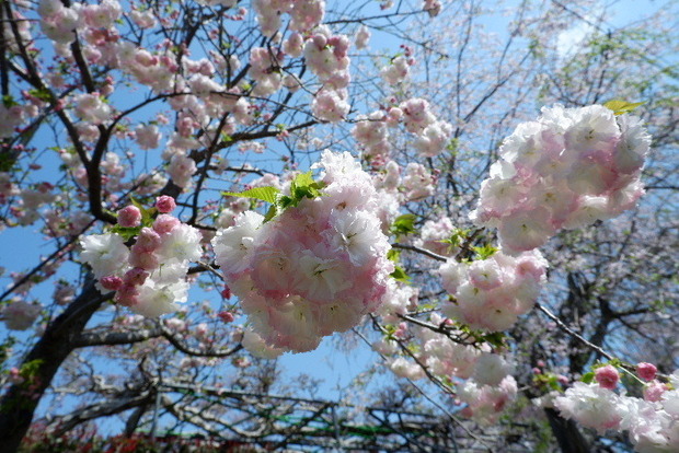 2025_04140008.JPG