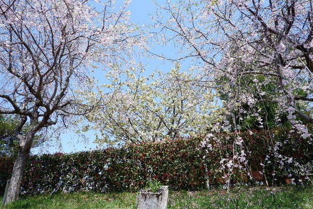 2025_04140010.JPG