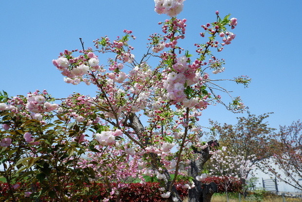 2025_04140030.JPG