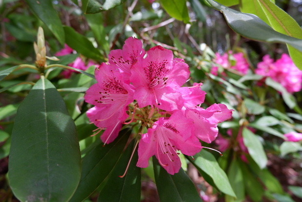 2025_0422船宿寺４・２２・２０0004.JPG