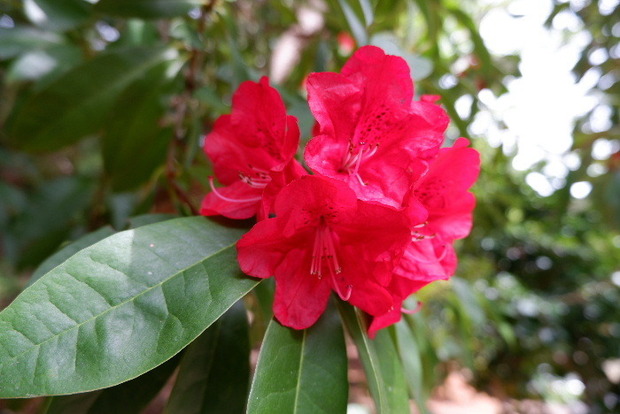 2025_0422船宿寺４・２２・２０0007.JPG