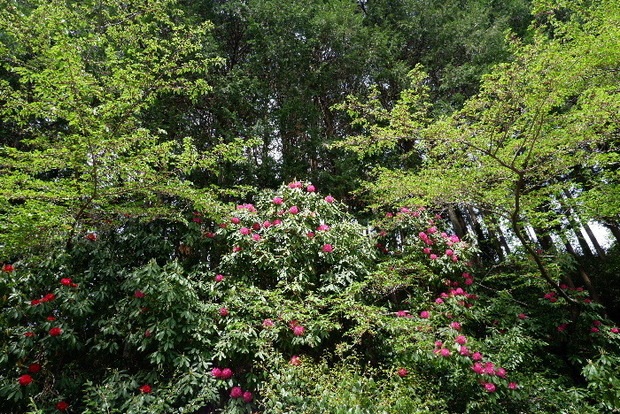 2025_0422船宿寺４・２２・２０0015.JPG