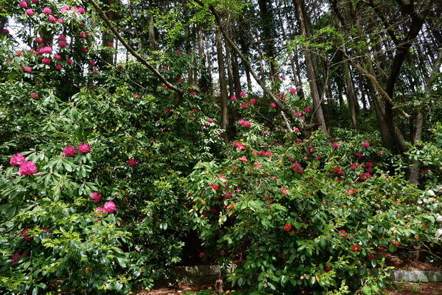 2025_0422船宿寺４・２２・２０0017.JPG