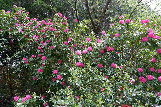 2025_0422船宿寺４・２２・２０0019.JPG