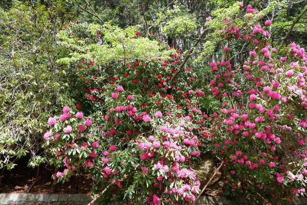 2025_0422船宿寺４・２２・２０0024.JPG