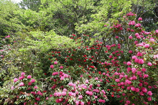 2025_0422船宿寺４・２２・２０0025.JPG
