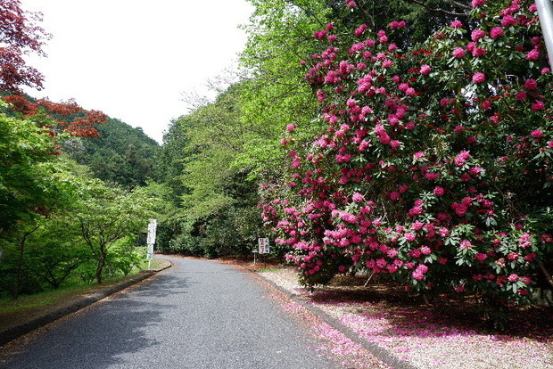 2025_0422船宿寺４・２２・２０0028.JPG