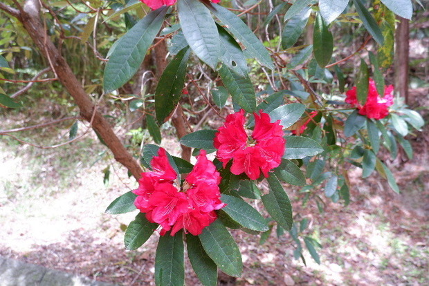 2025_0422船宿寺４・２２・２０0032.JPG