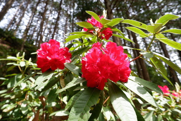 2025_0422船宿寺４・２２・２０0035.JPG