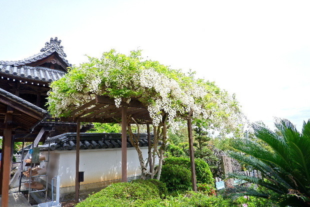 2025_0422船宿寺４・２２・２０0044.JPG