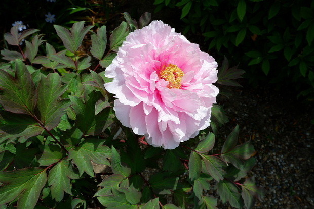 2025_0422船宿寺４・２２・２０0059.JPG