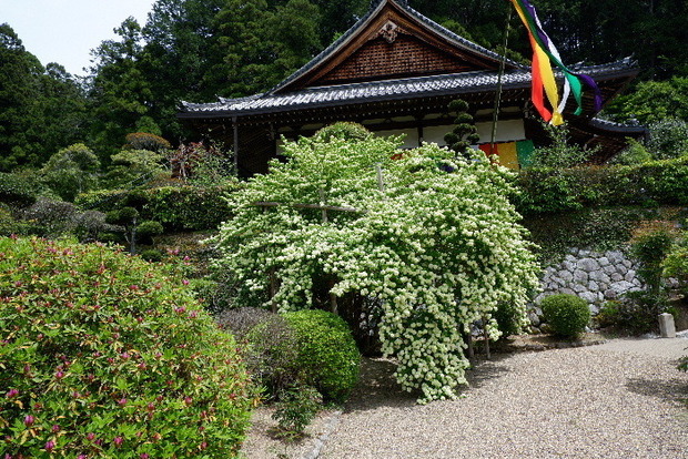 2025_0422船宿寺４・２２・２０0062.JPG