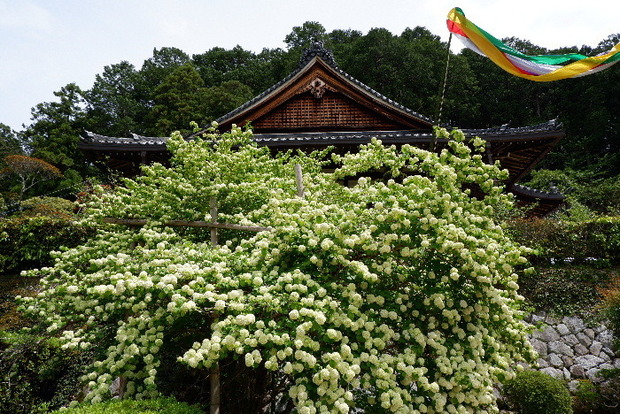 2025_0422船宿寺４・２２・２０0065.JPG