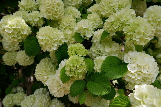 2025_0422船宿寺４・２２・２０0068.JPG