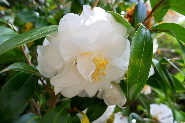 2025_0422船宿寺４・２２・２０0076.JPG