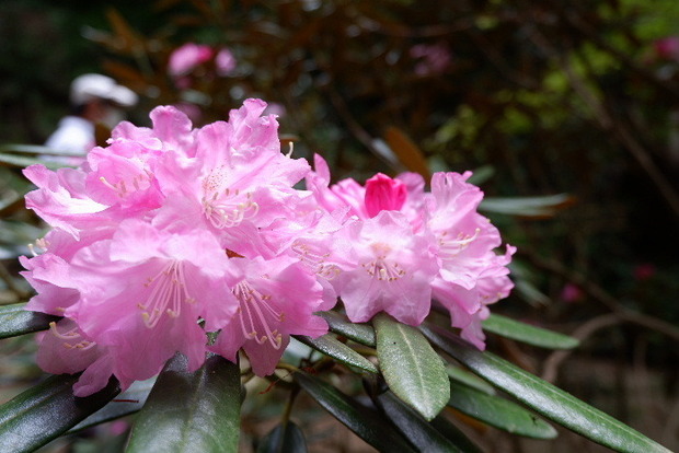 2025_0422船宿寺４・２２・２０0084.JPG