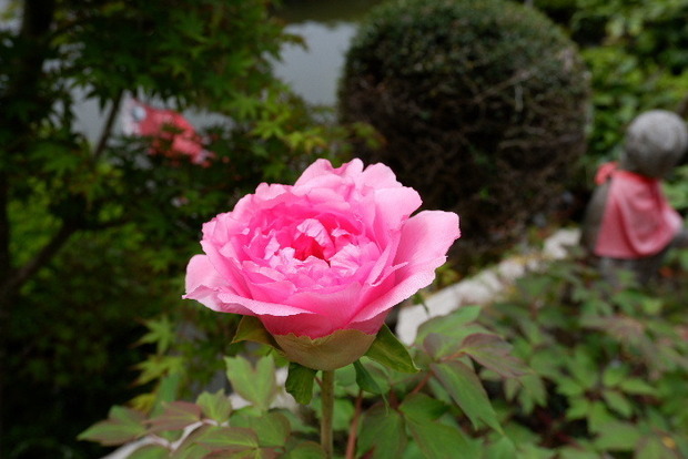 2025_0422船宿寺４・２２・２０0086.JPG