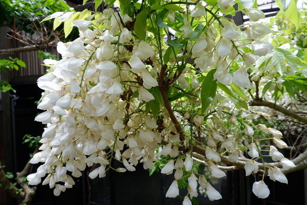2025_0422船宿寺４・２２・２０0093.JPG