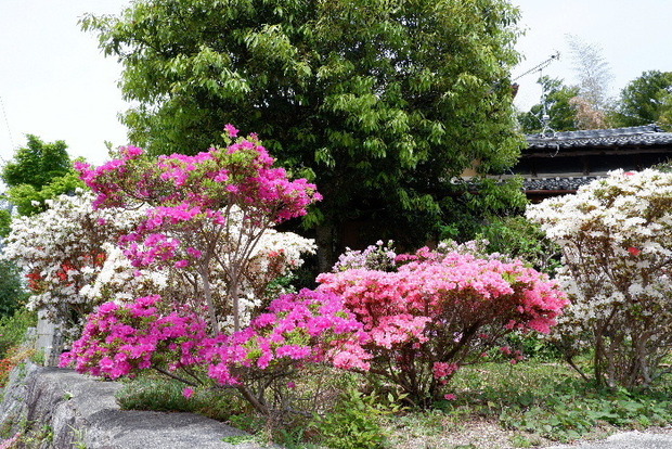 2025_0422船宿寺４・２２・２０0095.JPG