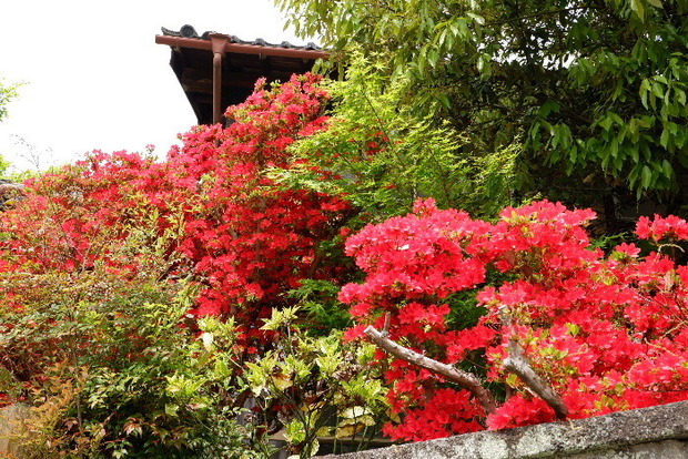 2025_0422船宿寺４・２２・２０0097.JPG