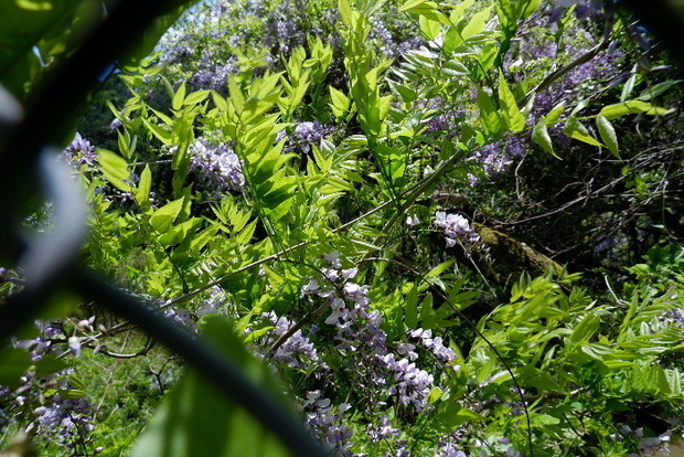 2025_0429４月月２９日九品寺0046.JPG