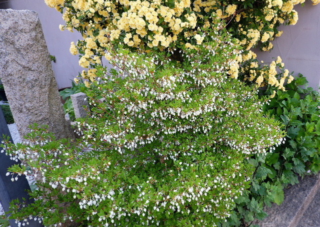 DSCF0873.JPG